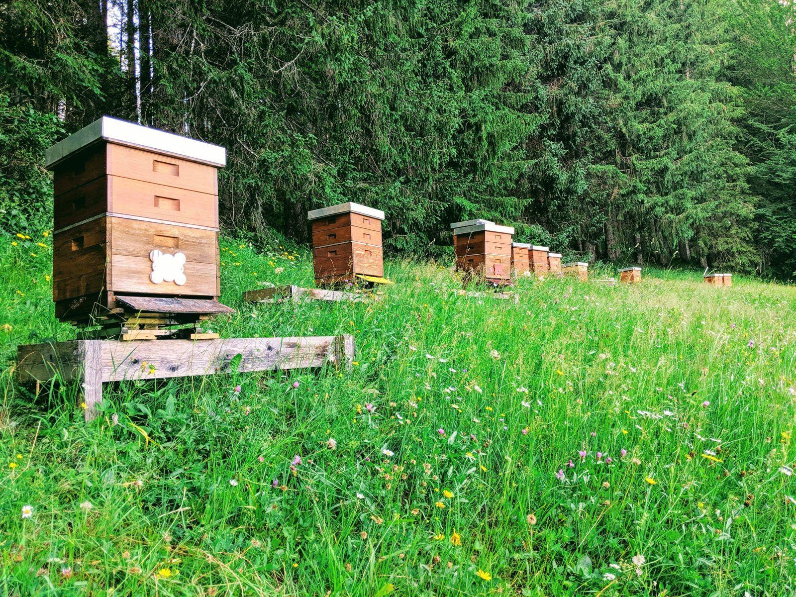 Bienenstöcke auf einer Blumenwiese am Waldrand