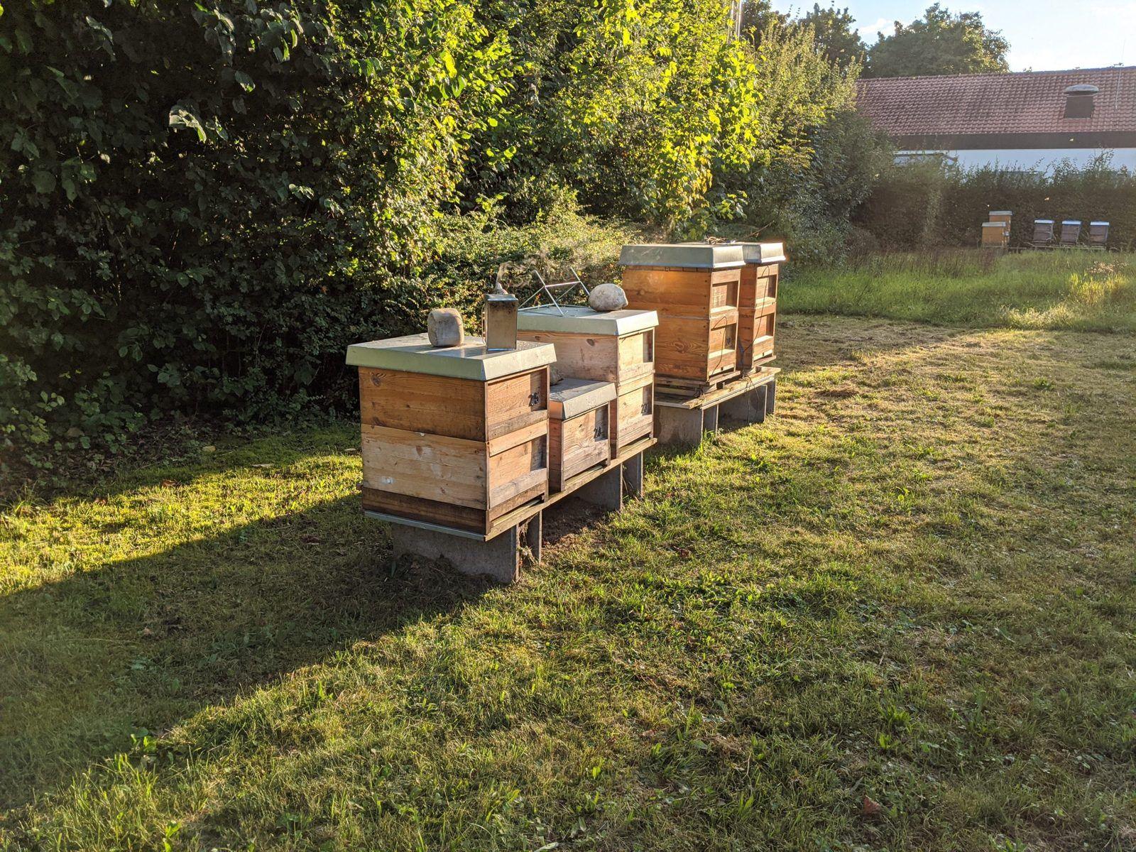 Bienenstöcke auf einer Wiese neben einem Firmengebäude