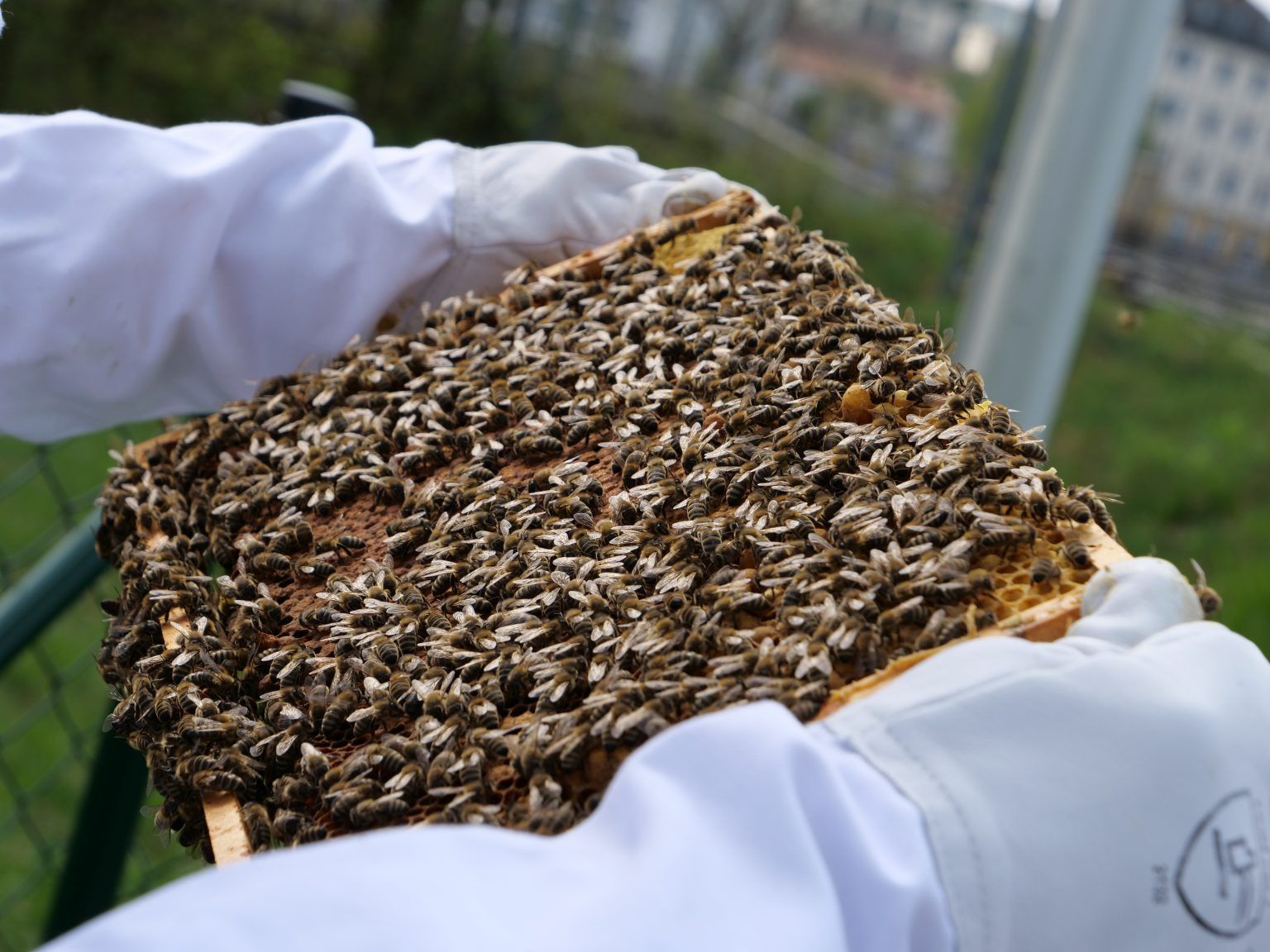 Imker hält eine Wabe voller Honigbienen