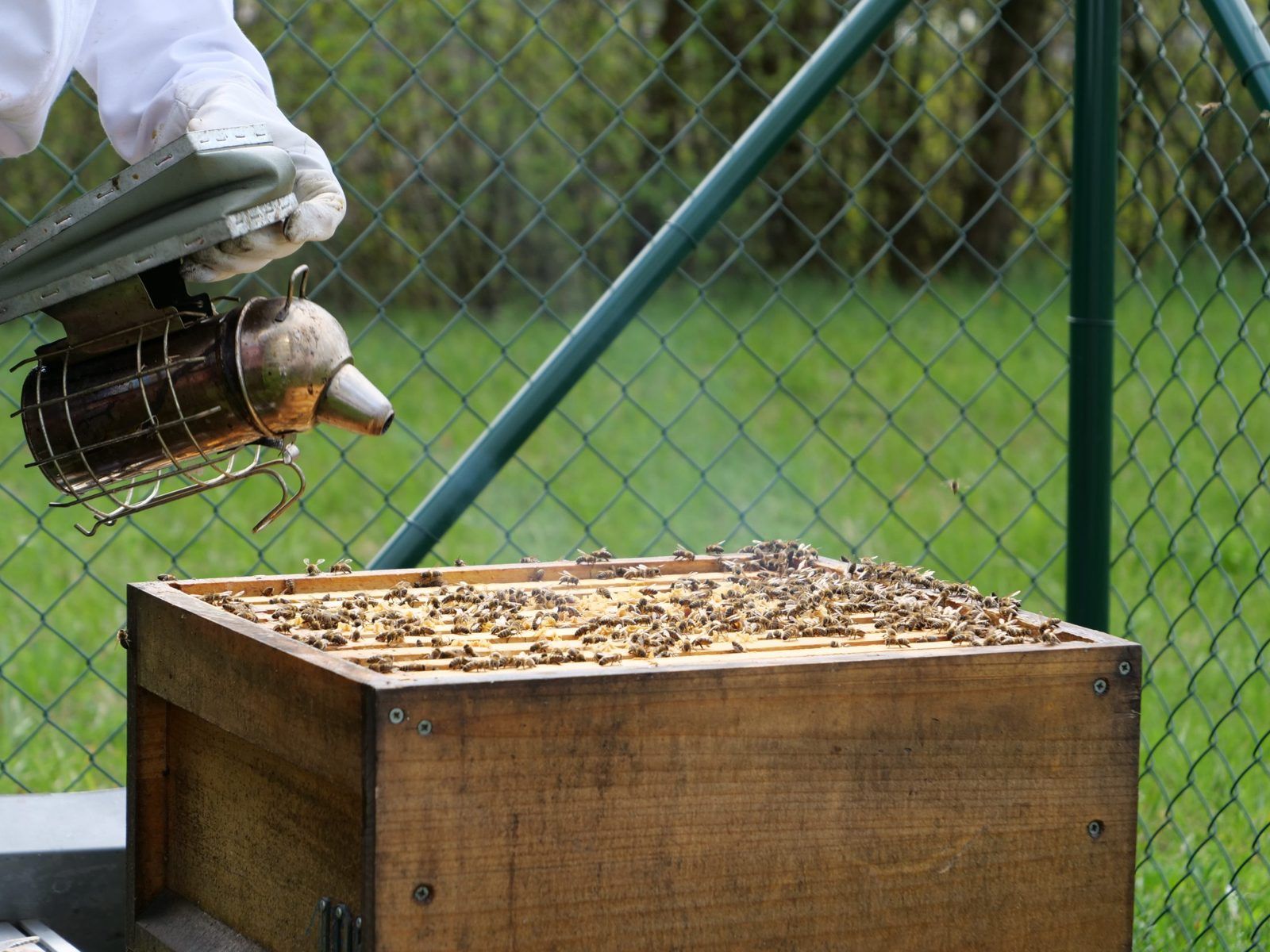 Imker öffnet mit dem Smoker einen Bienenstock